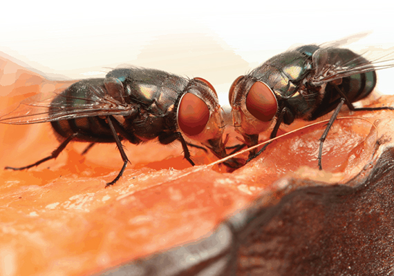 Fly Kill Service in Dera Bassi