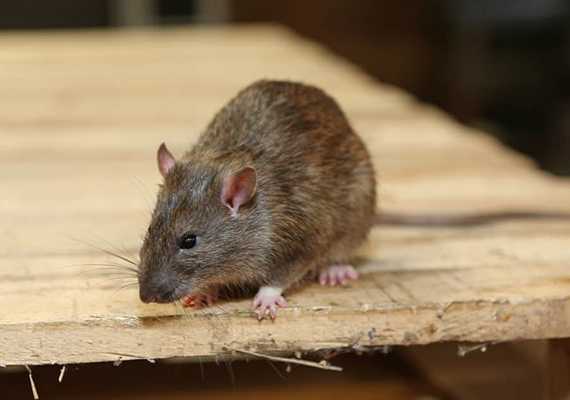 Rodent Control Service in Dera bassi