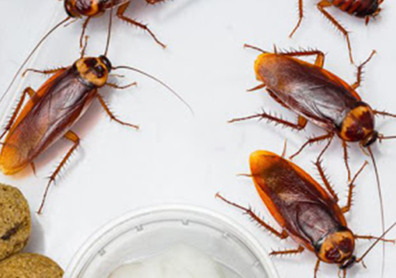Roach Control Service in Dera Bassi