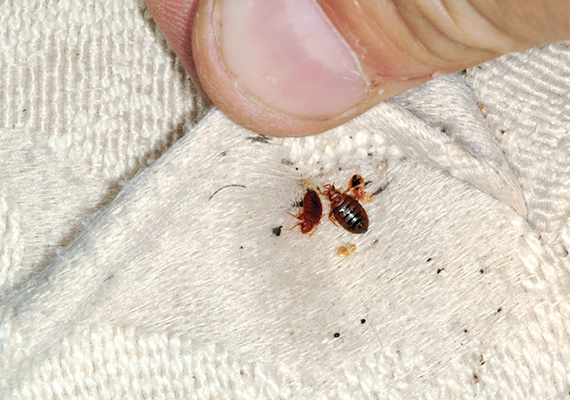 Bed Bugs Control service in DEra bassi